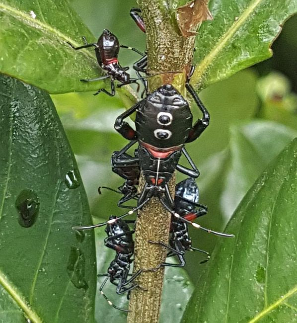 Leaf-footed bug nymphs