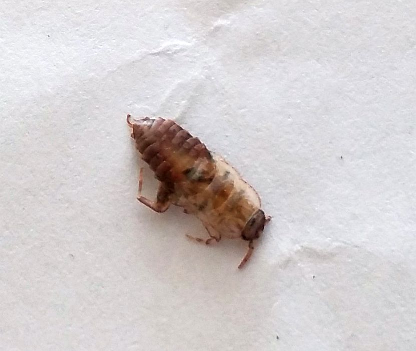 Definitely not a bed bug