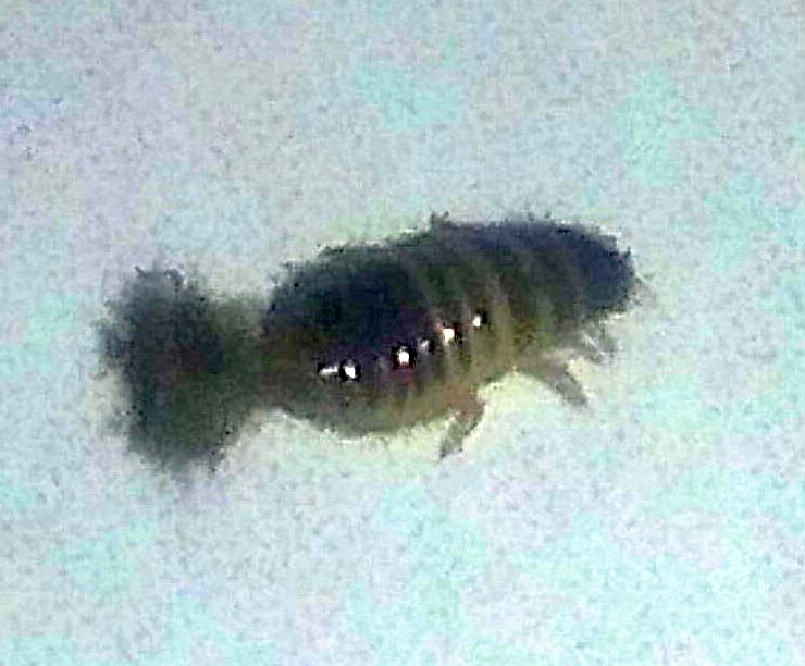 Larva of Dermestidae Beetle