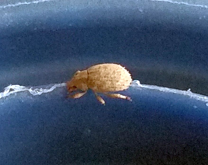 Weevil