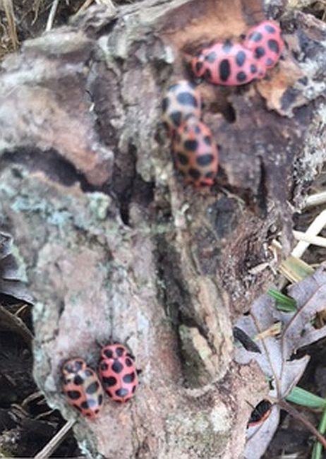 Lady Beetles