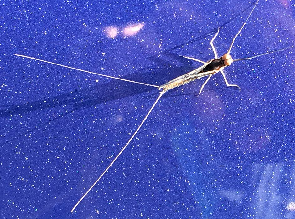 Mayfly male
