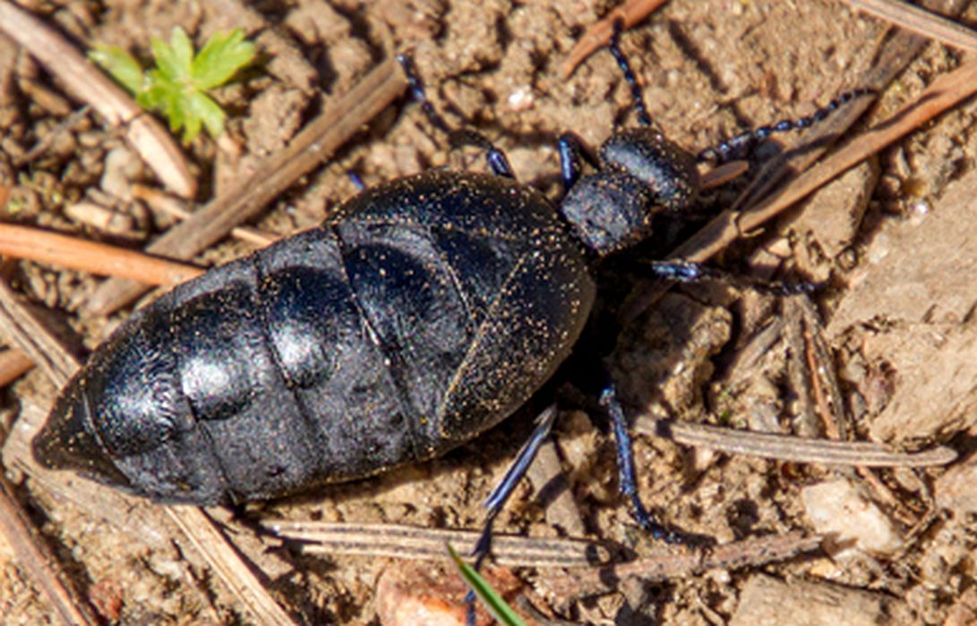 Blister Beetle (Female)