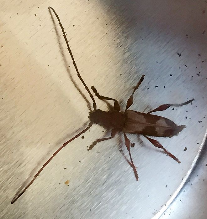 long-horned wood-boring beetle