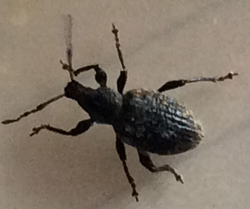Black Vine Weevil