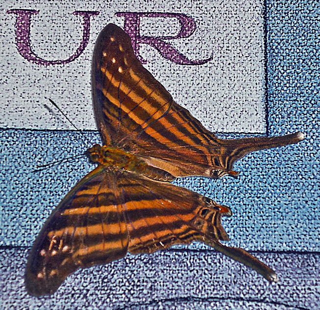 Butterfly  (Many Banded Daggerwing)