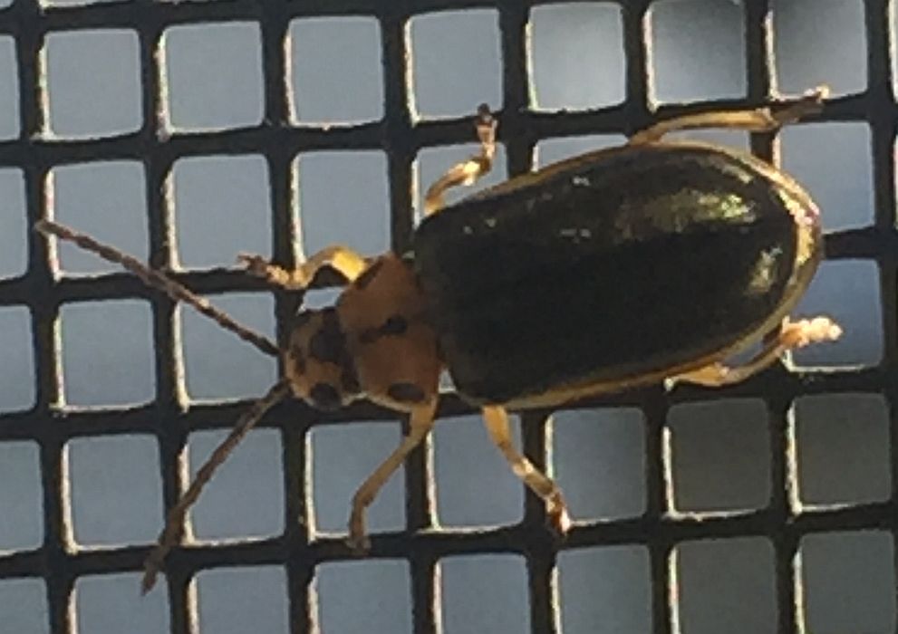 Leaf Beetle