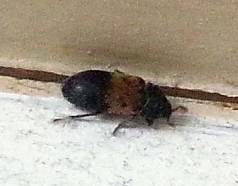 Larder Beetle