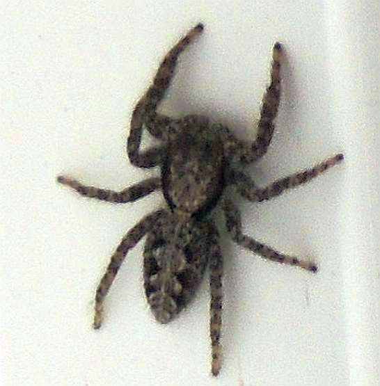 Jumping Spider