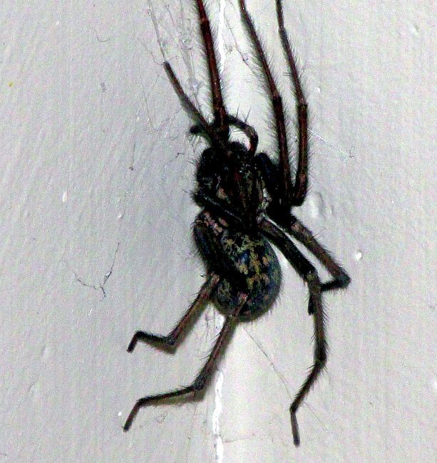 Funnel Weaver Spider
