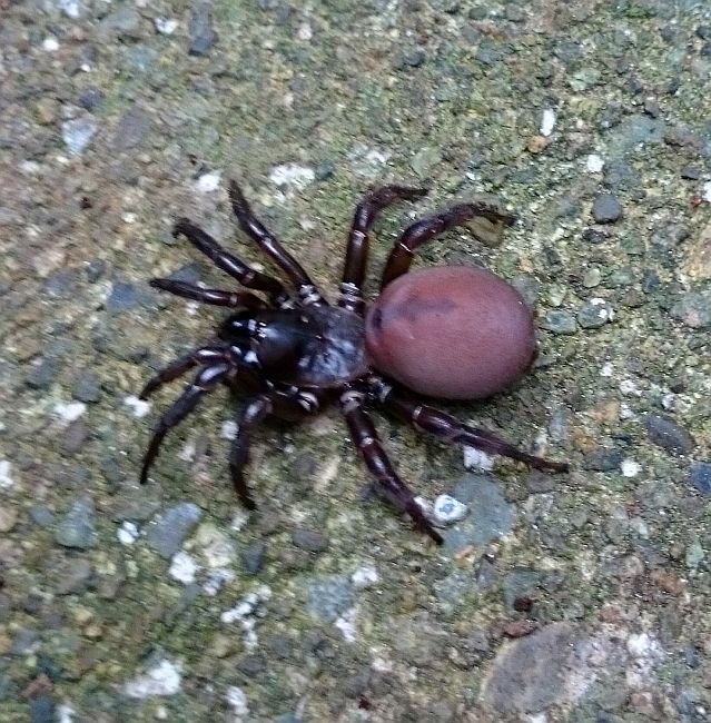 Trapdoor spider