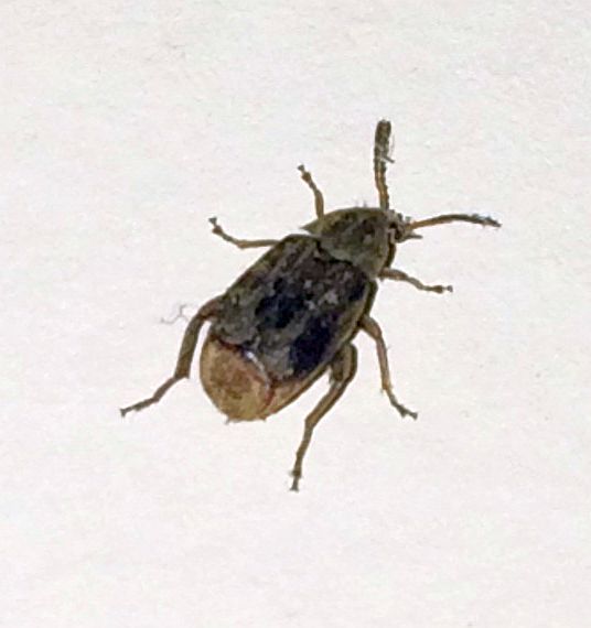 Leaf Beetle