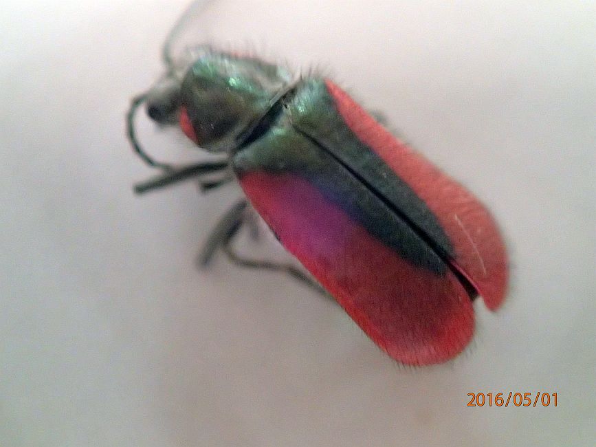 Scarlet Malachite beetle