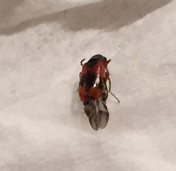 Checkered beetle or flower beetle