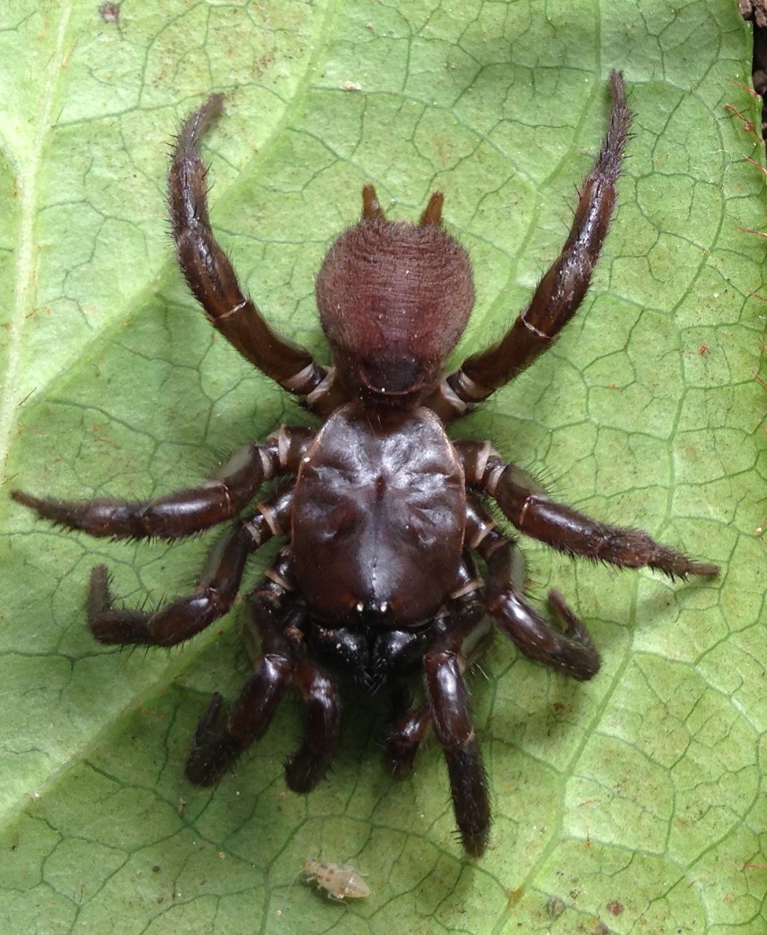 Folding door trapdoor spider