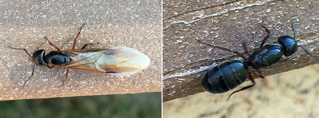 Modoc carpenter ants.