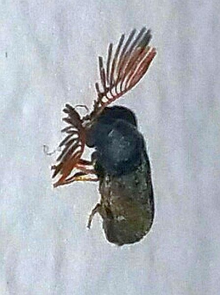Death-Watch beetle