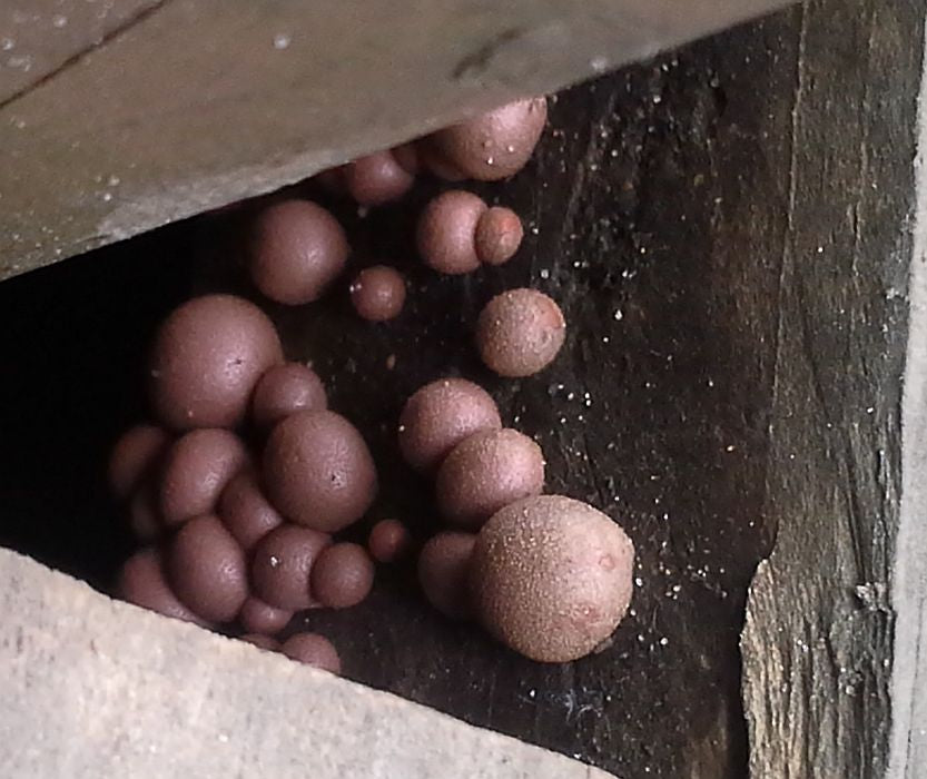 Mushrooms?