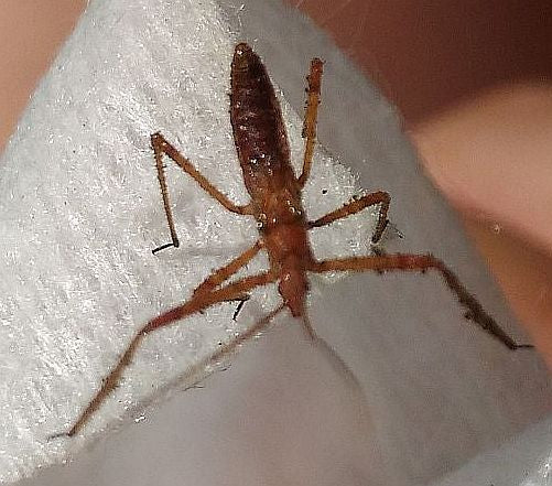 Assassin bug nymph