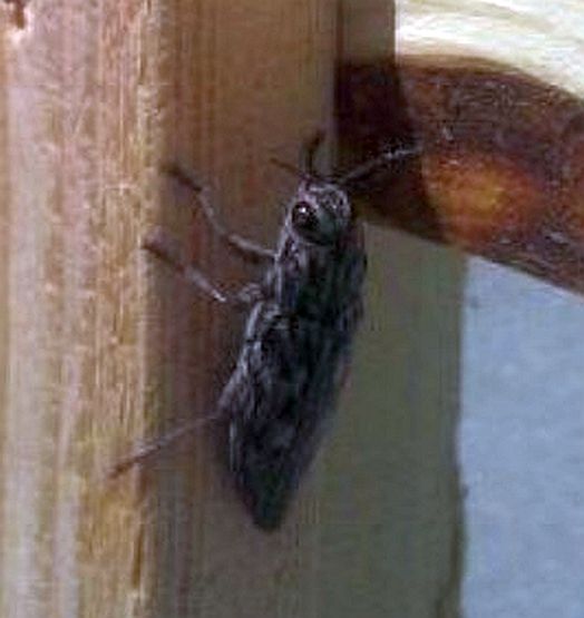 Noisy Bug:  metallic wood boring beetle