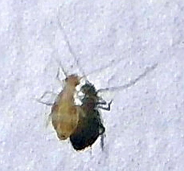 Booklouse
