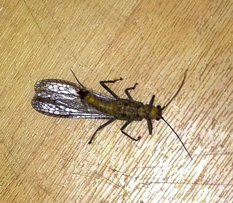 Stonefly