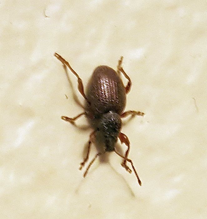 Broad-nosed/short-snout weevil