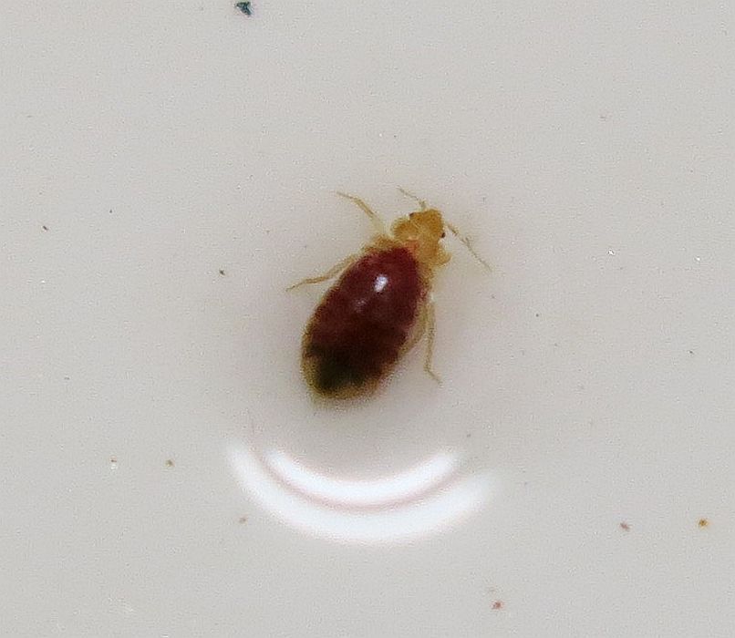 Bed bug on leg