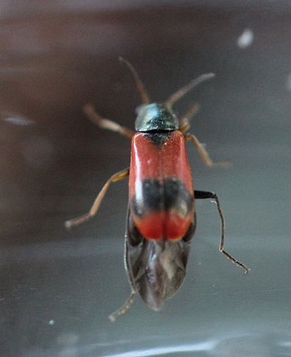 Flower Beetle