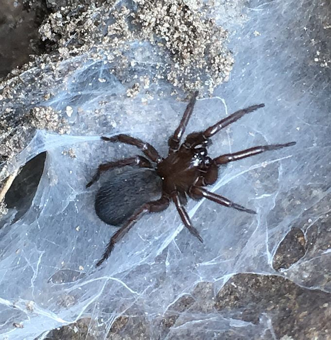Weaver?