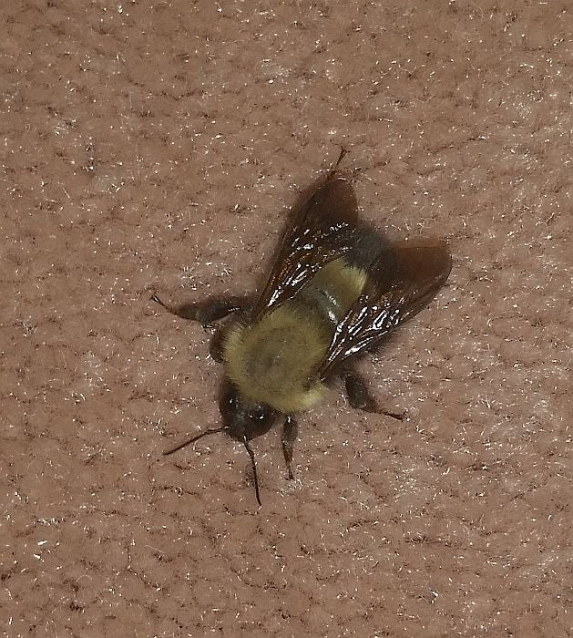 Bumble Bee