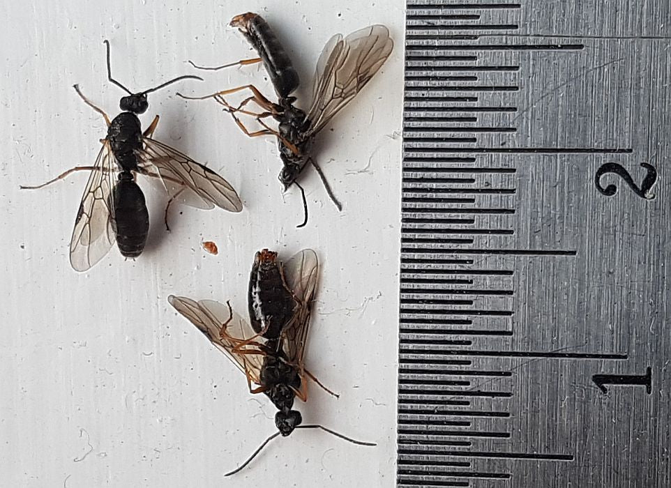 Male Carpenter ants