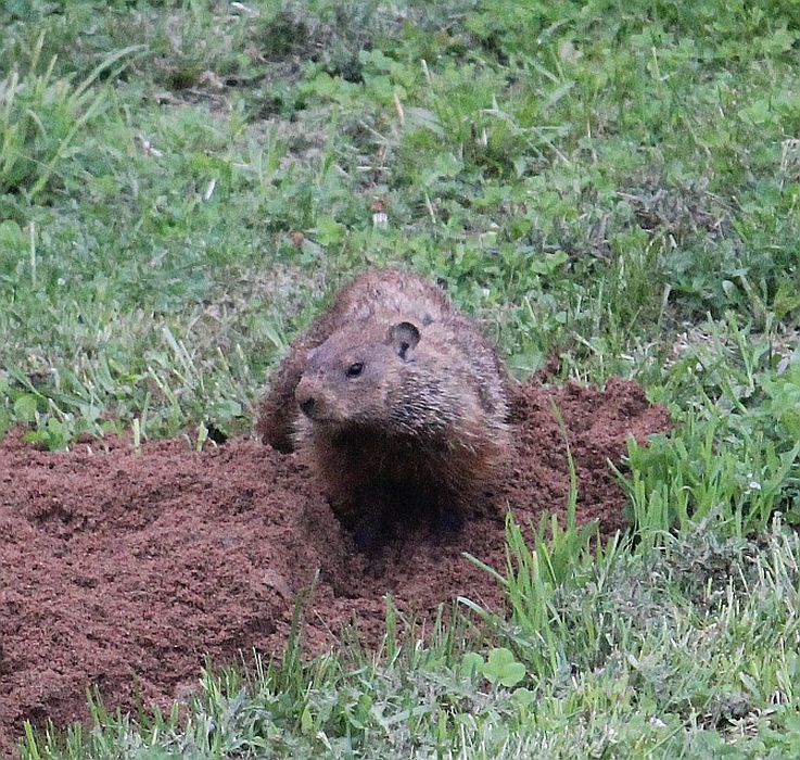 Ground Squirrel