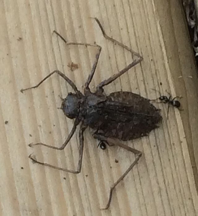 Dragonfly nymph