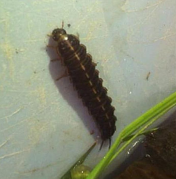 Beetle Larva
