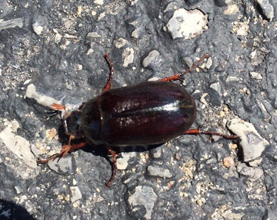 Scarab beetle