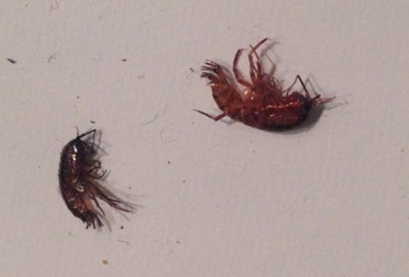 Lawn Shrimp