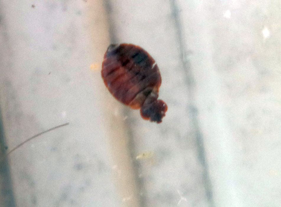 4596.  Gas used to kill bed bugs?
