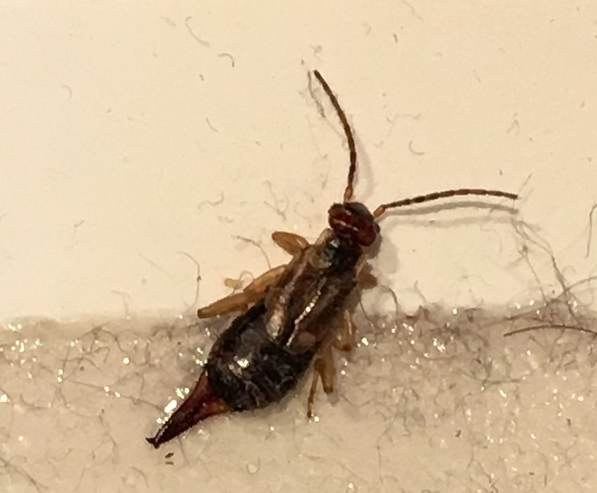 Earwig