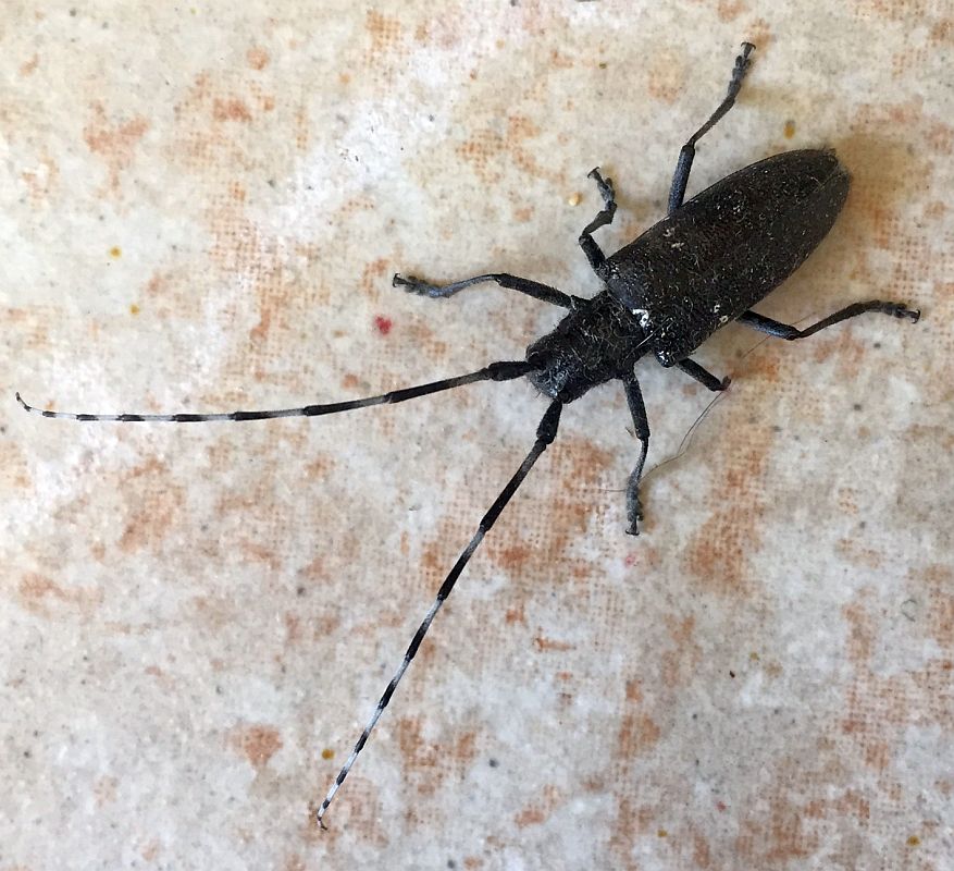 whitespotted sawyer beetle