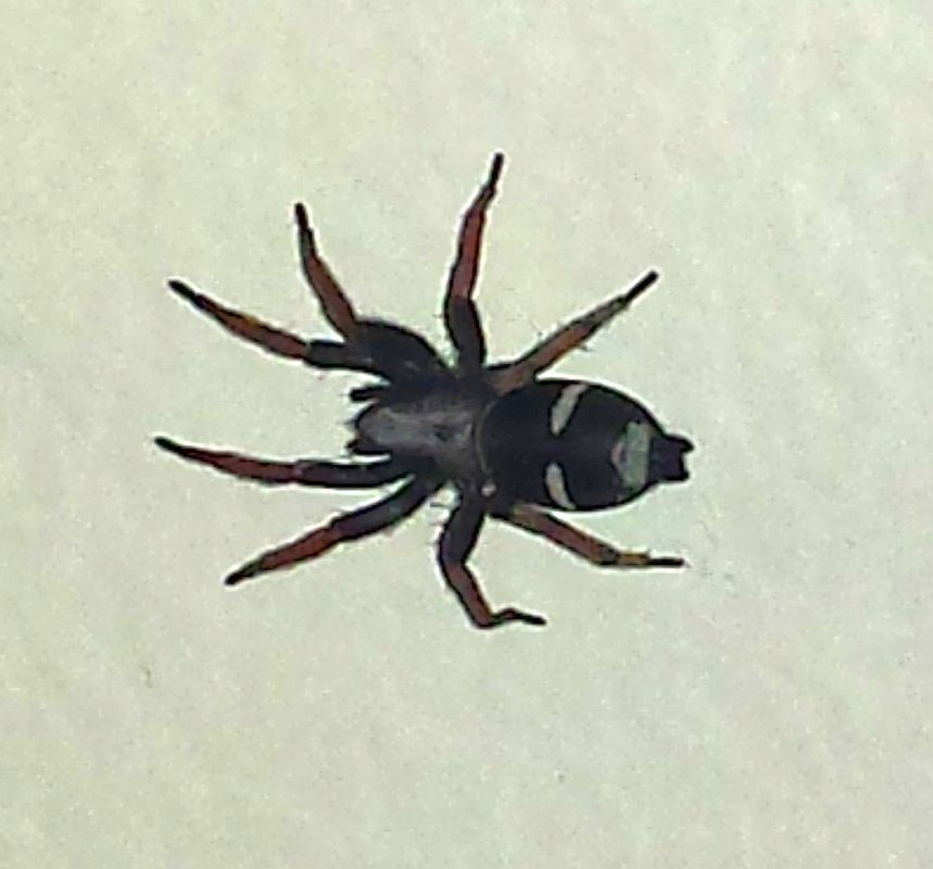 Harmless ground spider