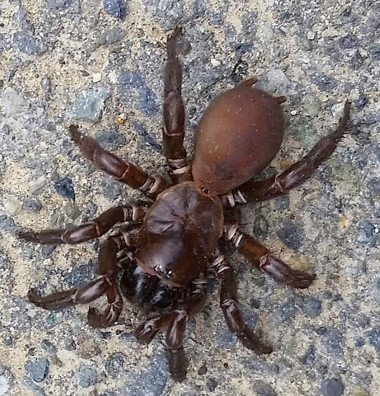 folding-door trapdoor spider