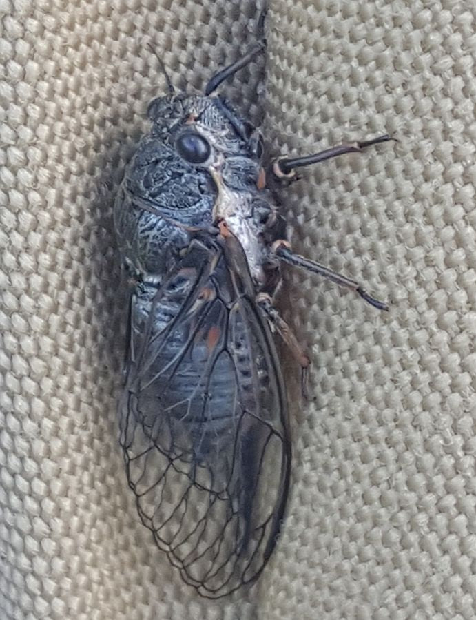 Cicada