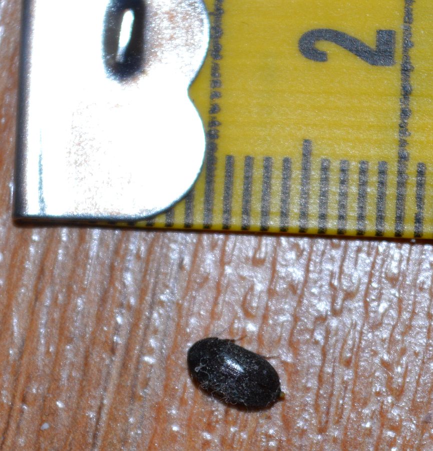 Common black carpet beetle
