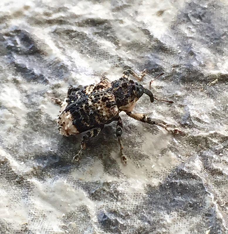 Poplar and willow borer weevil