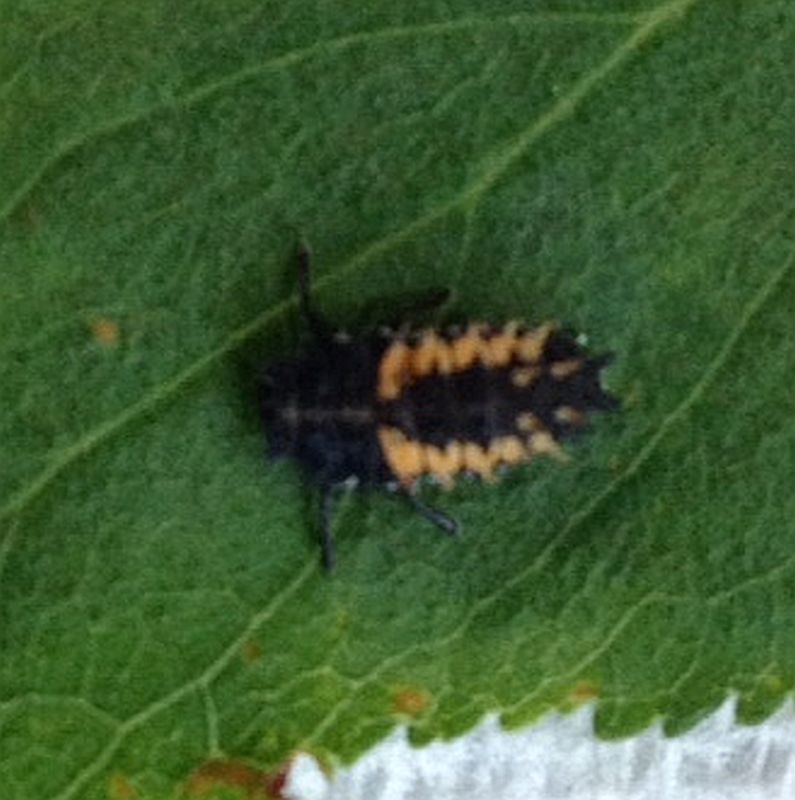 Lady Beetle larva