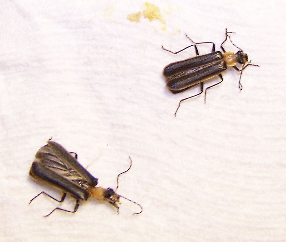 Soldier beetles