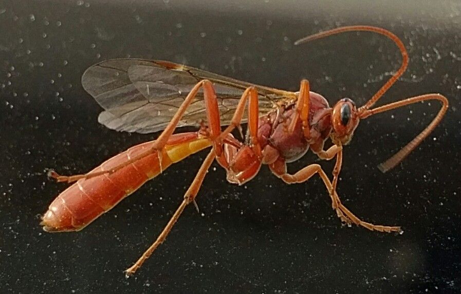 ichneumon wasp