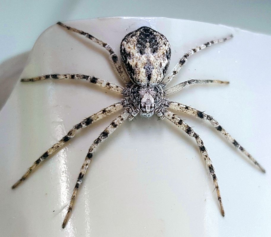 Crab spider