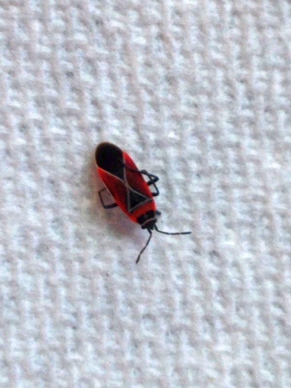 whitecrossed seed bug